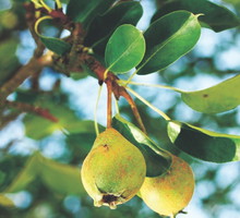 Gruszki są słodsze od jabłek, ponieważ zawierają mniej kwasów organicznych.