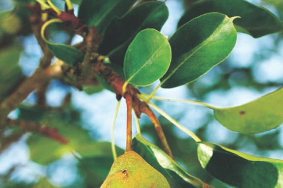 Gruszki są słodsze od jabłek, ponieważ zawierają mniej kwasów organicznych.