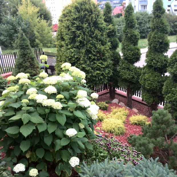 Hortensja krzewiasta na tle iglaków