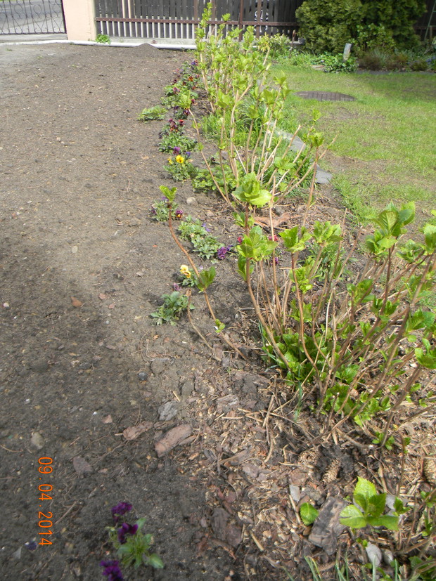HORTENSJE, KWIECIEŃ 2014R. 