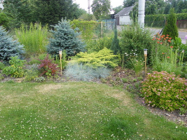 iglaki, berberys czerwony tawuła i trawy niebieskie