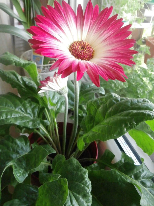 imieninowa Gerbera- 2014 ;)