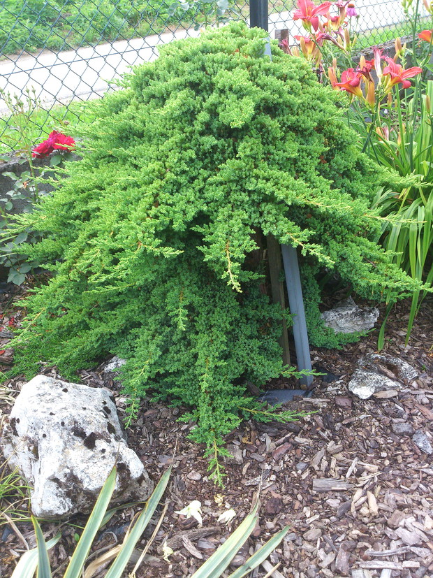 Jałowiec wśród róży, liliowców i jukki Karolińska...chyba bo nie jestem pewna ;) ma zielono żółte liście i dużo większe kwiaty ..;)