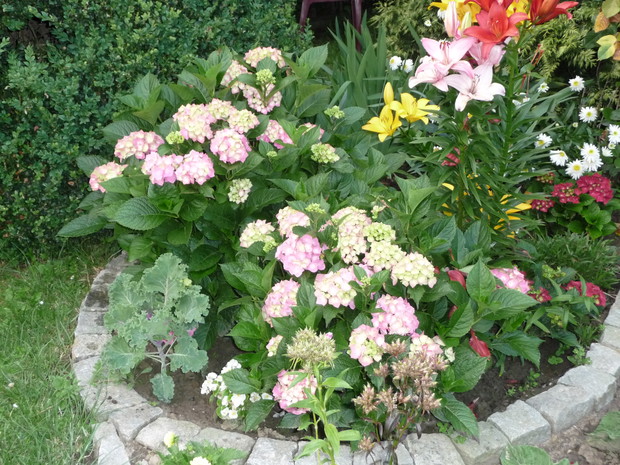 Jasno różowe hortensje kontrastują z żółtymi liliami.