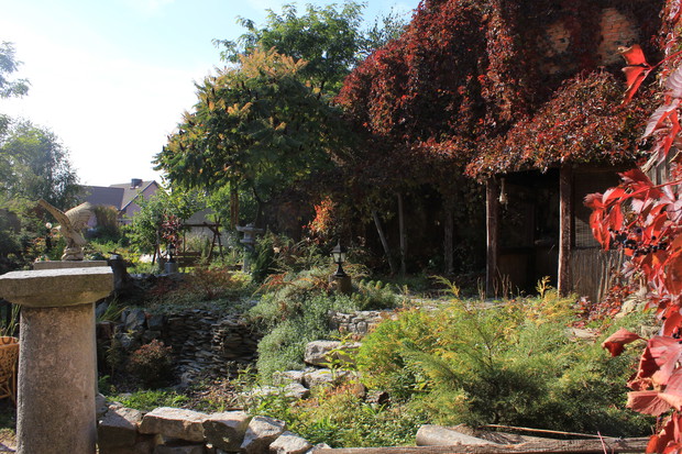 jesienny widoczek,pięknie przebarwiający się winobluszcz pięcio klapowy 