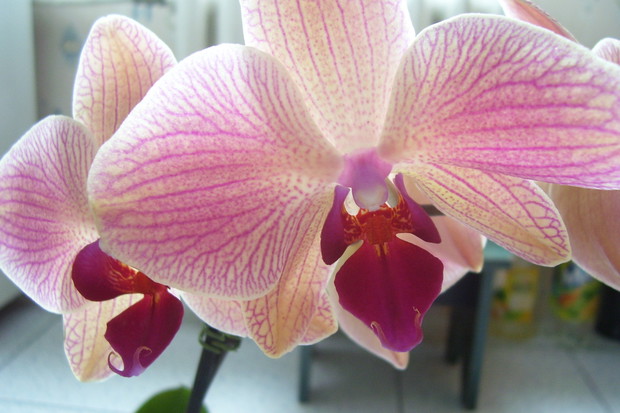 jeszcze jeden Storczyk ;)