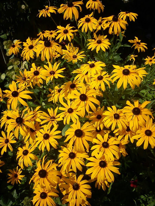 Jeżówki szaleją w ogródku.