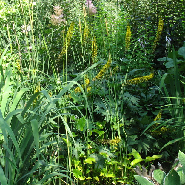 języczki Przewalskiego 