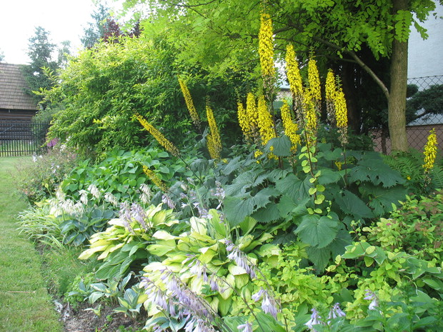 Języczki the rocket ---