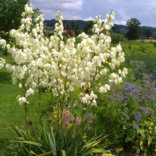 juka karolińska i ogórecznik