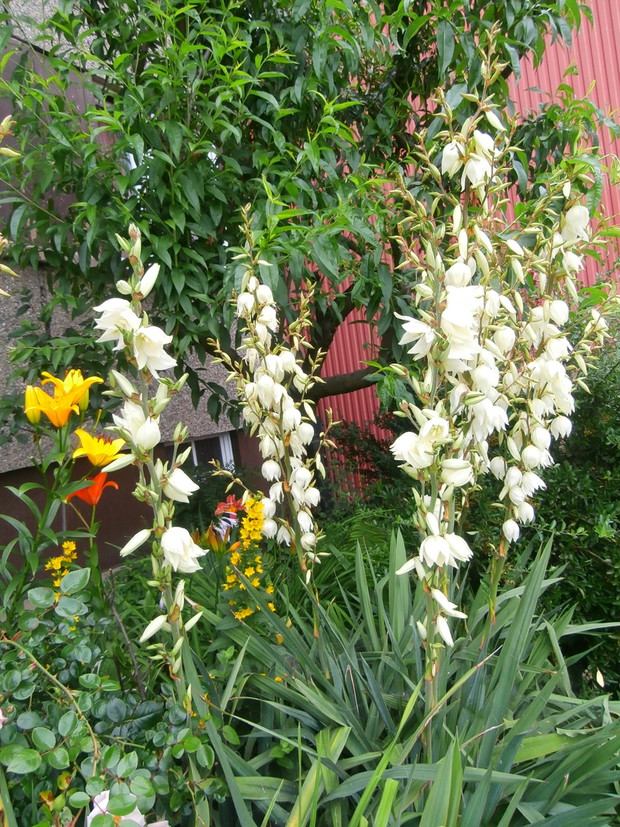 Juki ogrodowe w roli głównej ;)