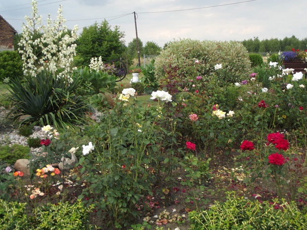 Kącik różany babci.
