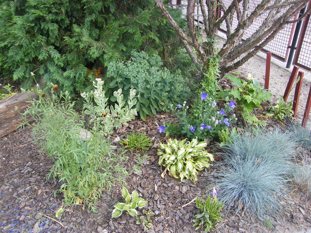 kącik z rozchodników, hortensji dębolistnej i host