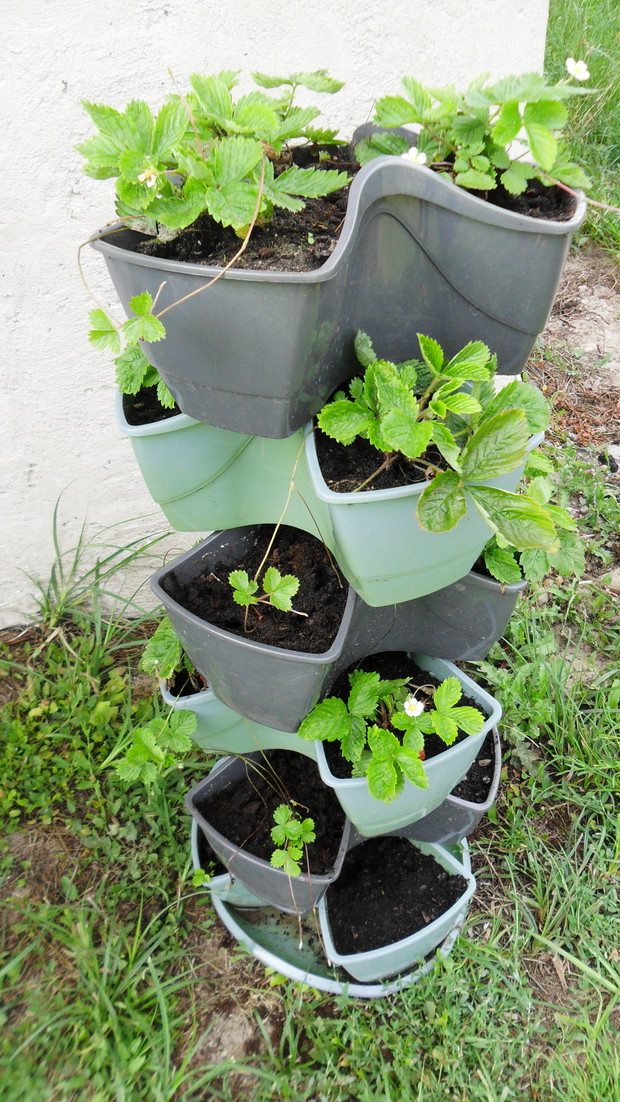 Kaskada poziomek rozłogowych