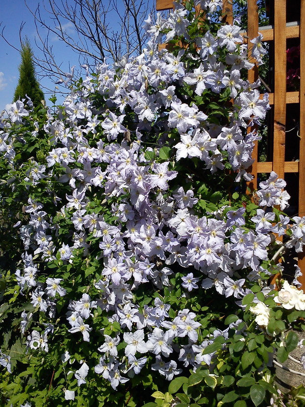 Klematis