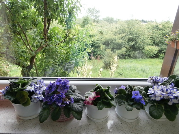 kolorowa kolekcja ulubionych Fiołków afrykańskich :)