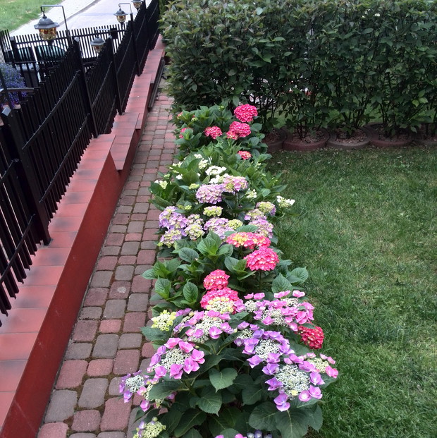 Kolorowe hortensje w gazonach, w tle żywopłot z derenia białego.