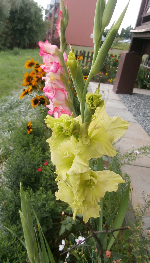 kolorowe Mieczyki ;)