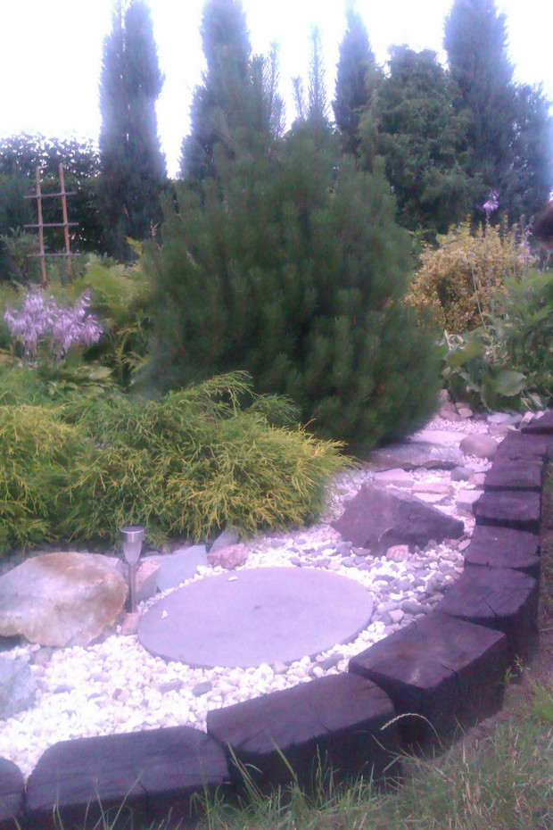 kosodrzewinka z nasionka