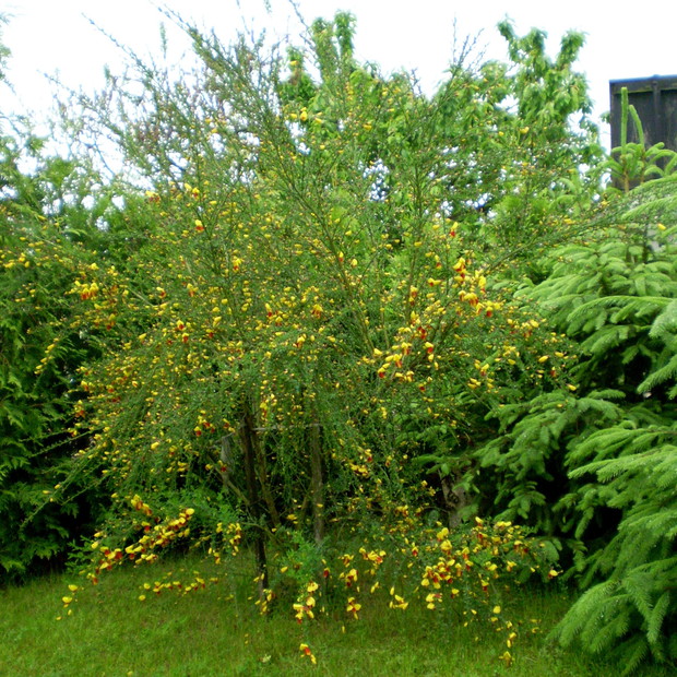 Krzew ozdobny na terenie ogródka. Jego piękne żółte kwiatki wyróżniają się na tle otaczającej zieleni.