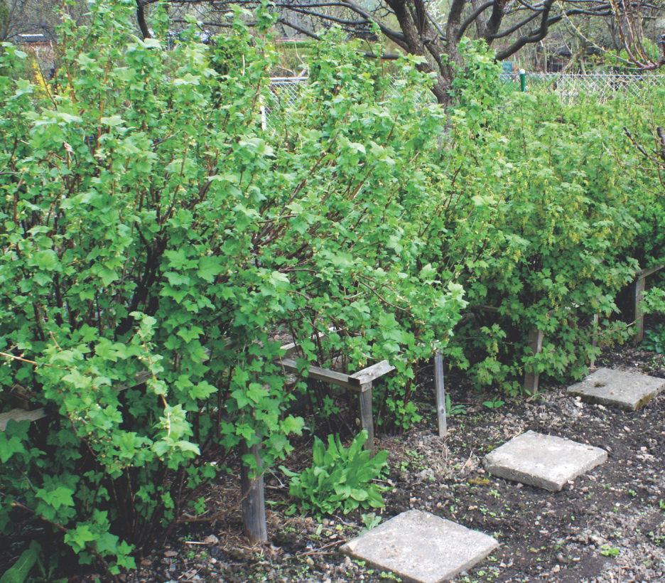 Krzewy najlepiej sadzić w układzie szpalerowym.