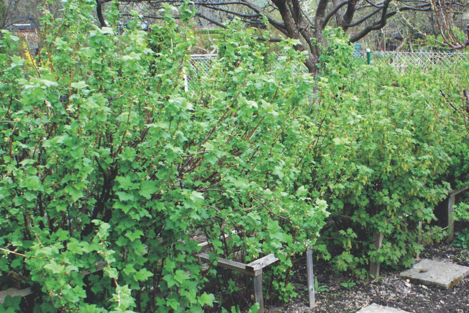 Krzewy najlepiej sadzić w układzie szpalerowym.