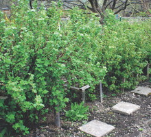 Krzewy najlepiej sadzić w układzie szpalerowym.