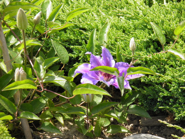 kupiony przypadkiem a taki wspaniały - kwitnie dwa razy w roku