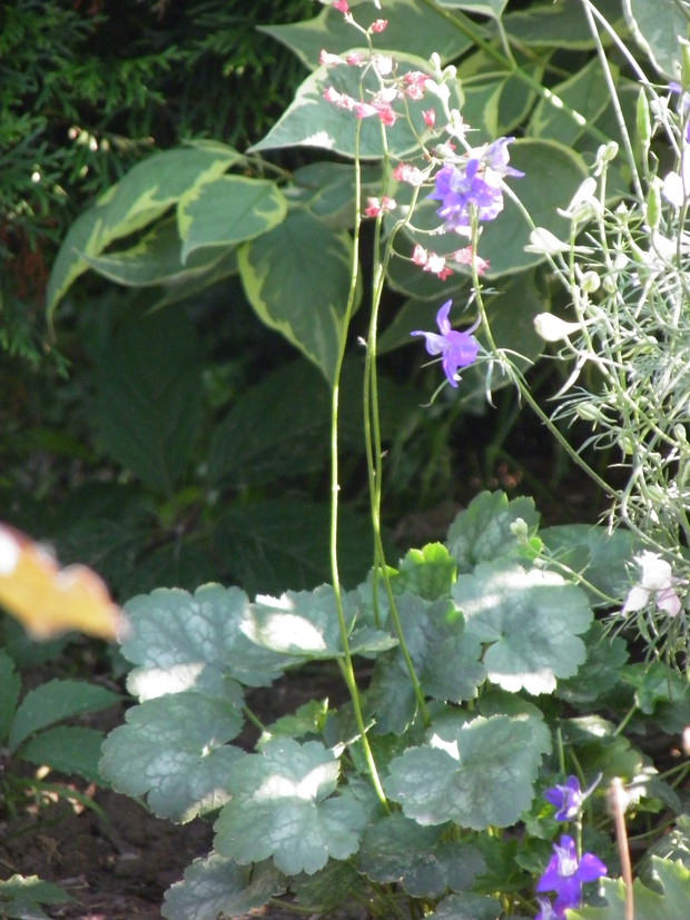 kwiatuszki żurawki - takie delikatne i cudne