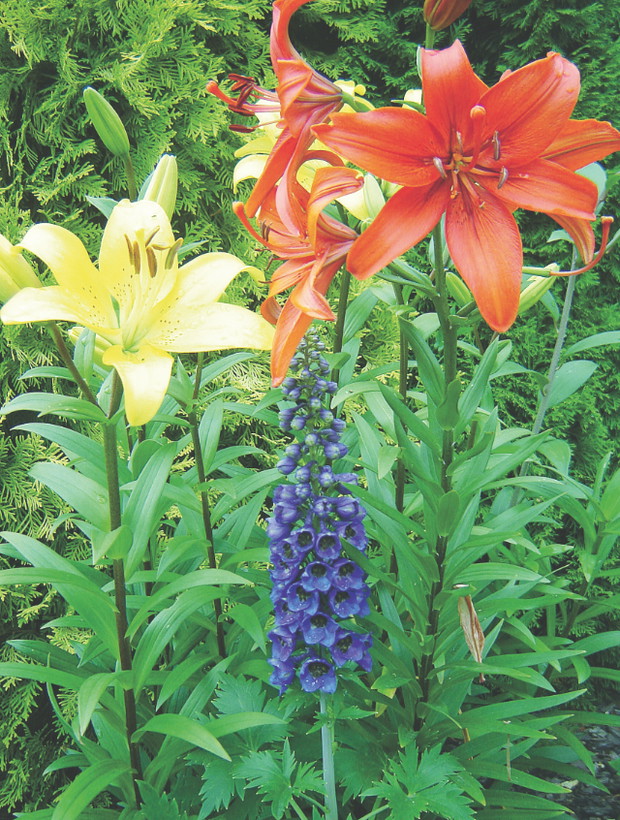 Kwiaty te są nazywane wicemiss ogrodu, bowiem według niektórych działkowiczów swoim wdziękiem ustępują tylko różom.