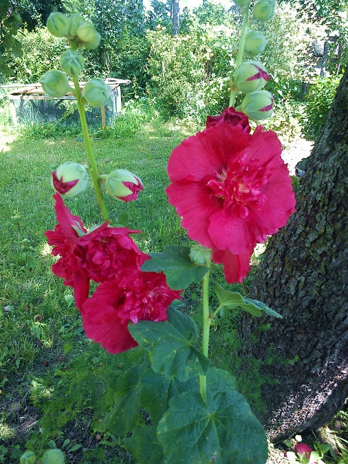 Kwitnąca malwa pod starą jabłonią.