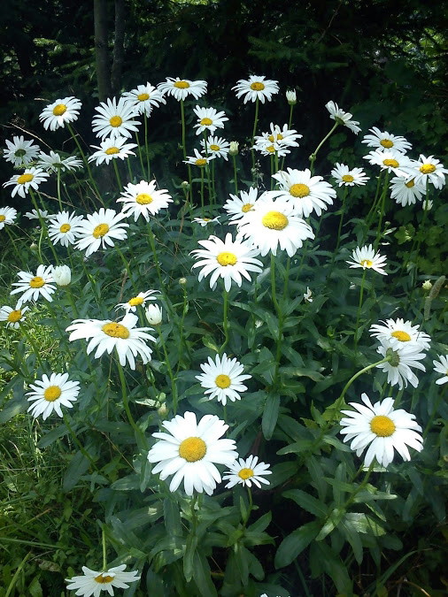 Kwitnące rumianki rosnące w najdalszym zakątku sadu.
