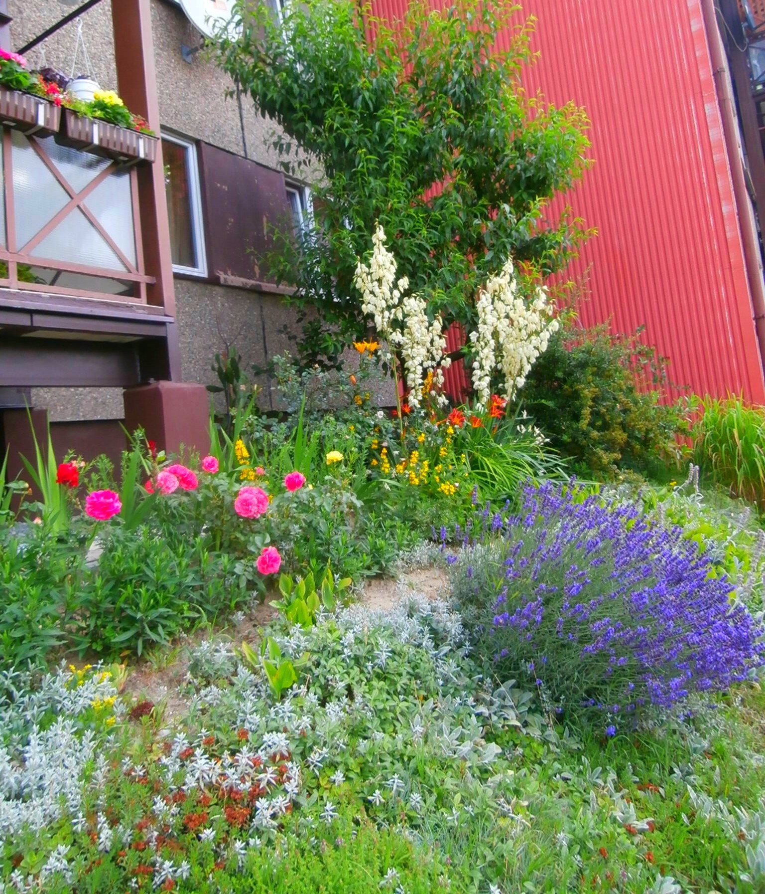 kwitnący ogródek i skalniak w lipcu 2014r. :)