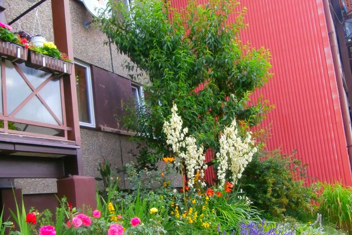 kwitnący ogródek i skalniak w lipcu 2014r. :)