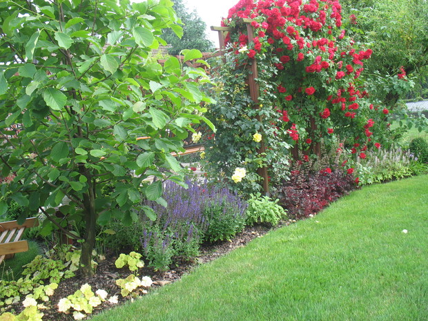 kwitnienie róży flamantatz 