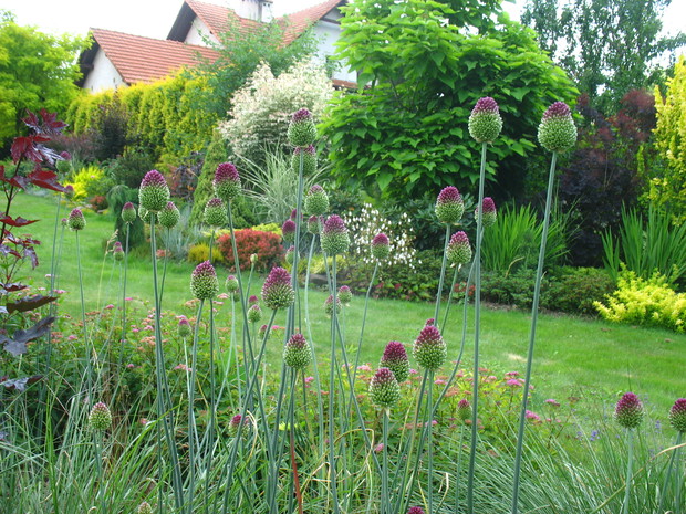 lada chwila zakwitną czosnki 