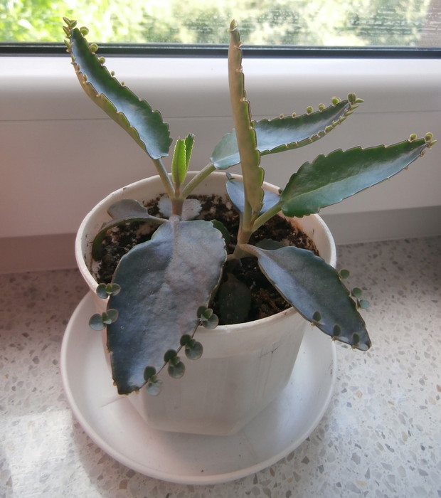 lecznicza Żyworótka :)