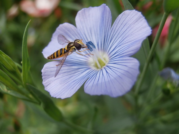 Len i nektarowy smakosz :)