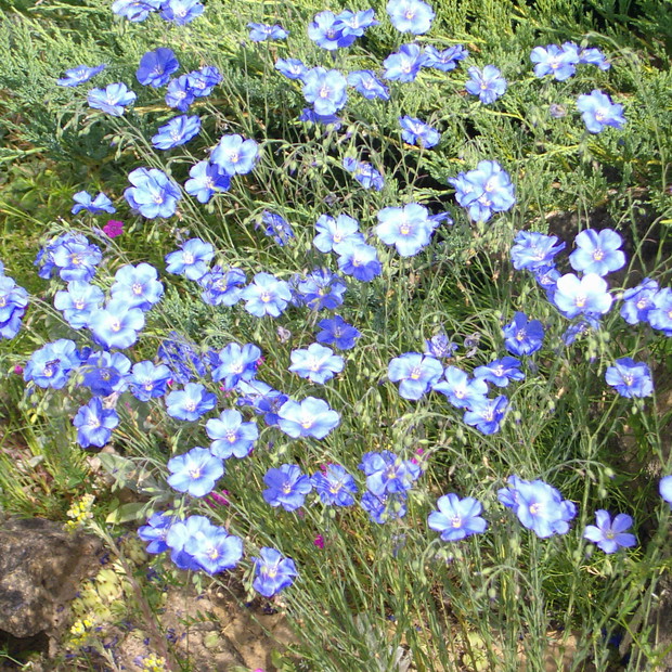 len trwały , nasiona tej rośliny przywiał wiatr