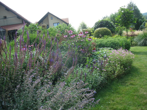 letnie kwitnienia jeżówek i szałwii 