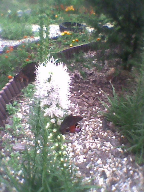 liatry na których usiadły motyle