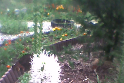 liatry na których usiadły motyle