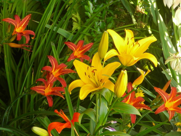 Lilie azjatyckie i Liliowce- lipiec 2014r.;)