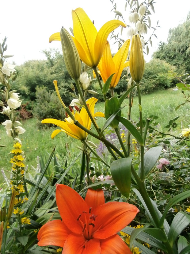 Lilie azjatyckie w lipcu 2014r. ;)