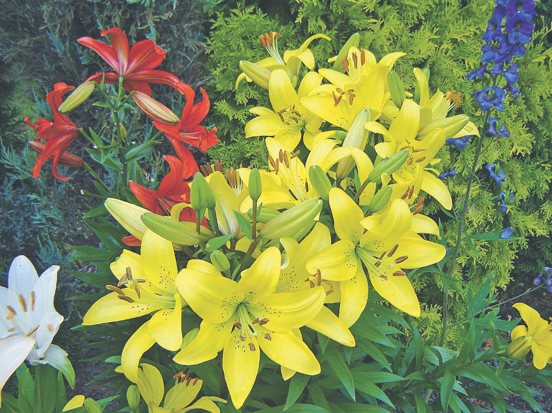 Lilie lubią mieć korzenie w cieniu, dlatego u ich podłoża warto posadzić jakąś roślinę okrywową. 
