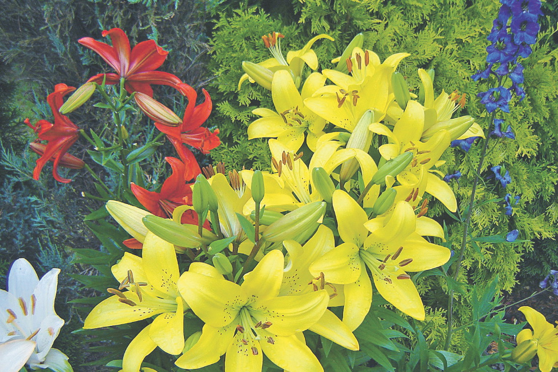 Lilie lubią mieć korzenie w cieniu, dlatego u ich podłoża warto posadzić jakąś roślinę okrywową.