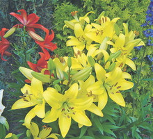 Lilie lubią mieć korzenie w cieniu, dlatego u ich podłoża warto posadzić jakąś roślinę okrywową.