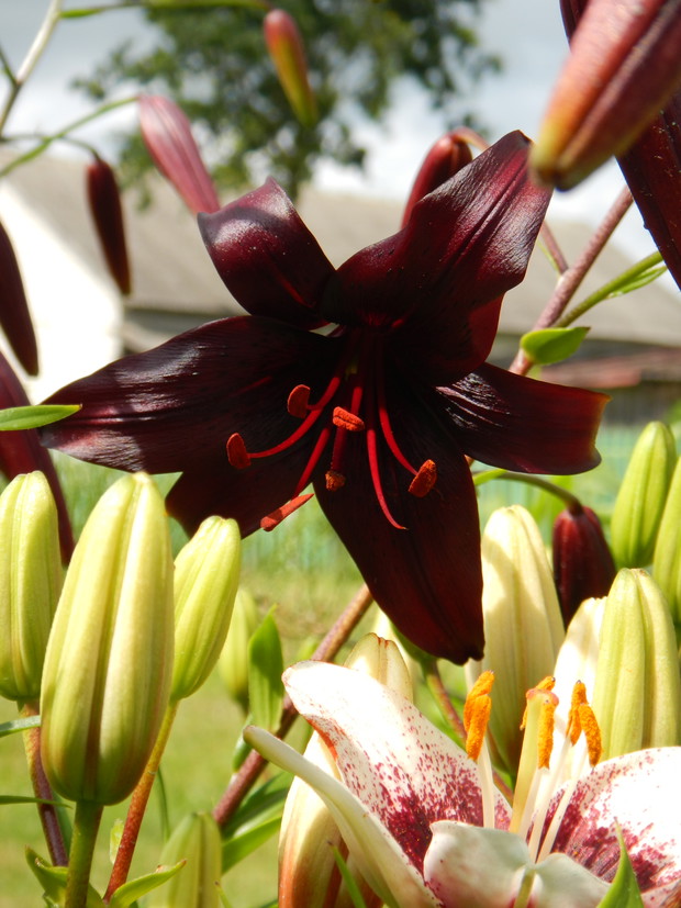 Lilie - moje ulubione letnie rośliny