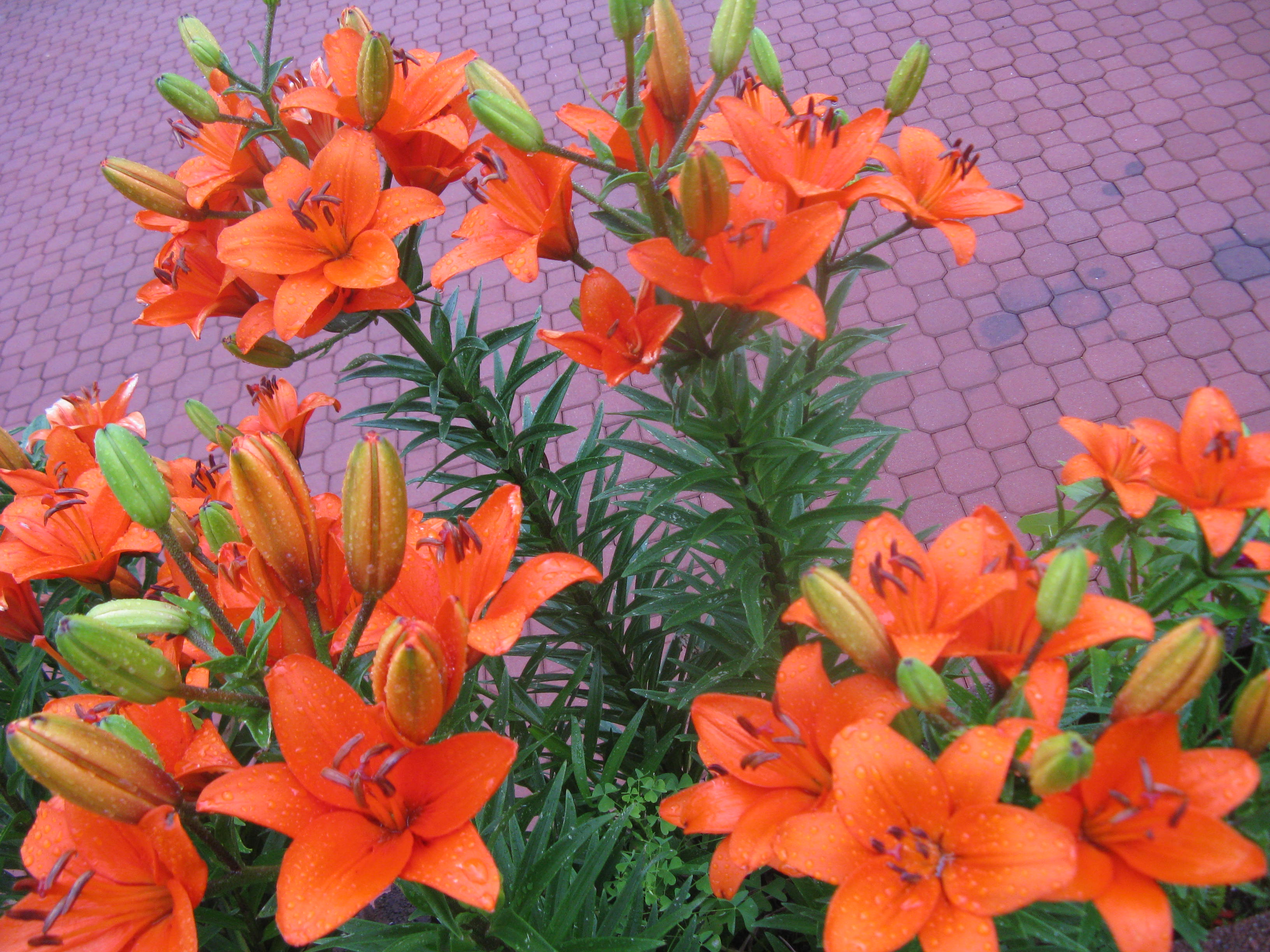 lilie  pachna cudownie

