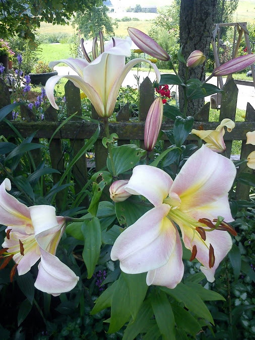 Lilie w cieniu gruszy.